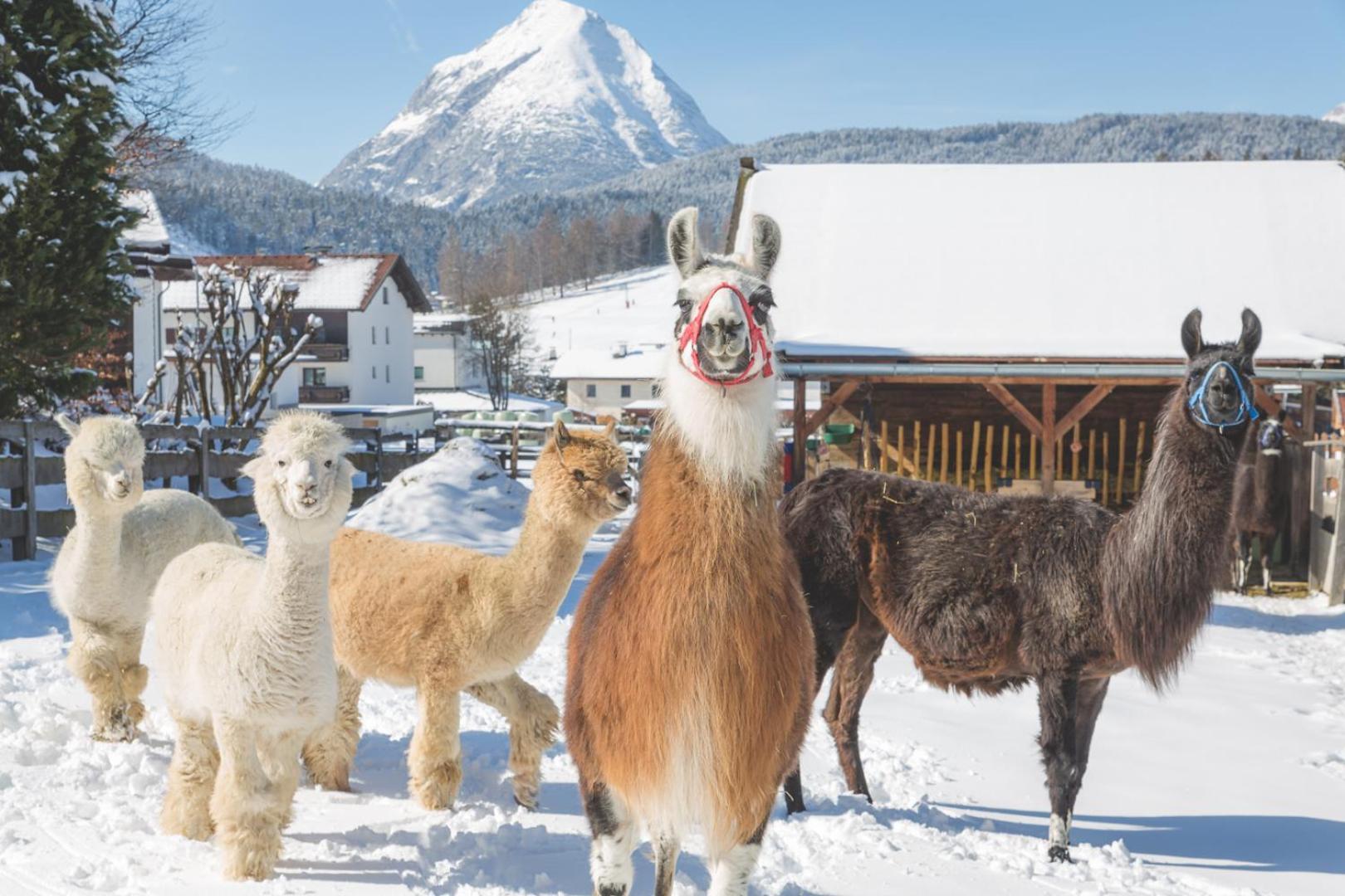Flat Hotel Seefeld in Tirol Kültér fotó